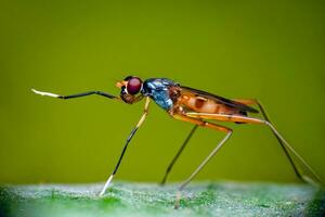 magnifique libellules dans nature, nature images, beauté dans nature, fraîcheur, photographie photo