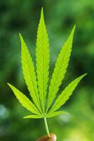 cannabis feuille sur une vert Contexte photo