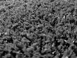 noir et blanc herbe Contexte proche voir, niveaux de gris herbe photo