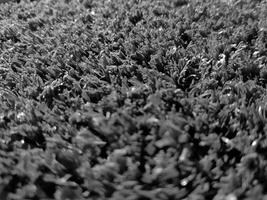 noir et blanc herbe Contexte proche voir, niveaux de gris herbe photo