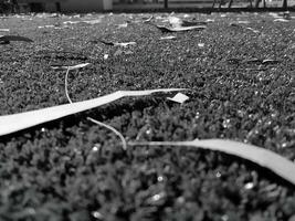 noir et blanc herbe Contexte proche voir, niveaux de gris herbe photo