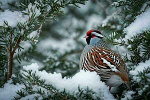 ai généré camouflé perdrix dans neige photo