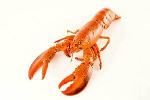 une Homard sur une blanc Contexte photo