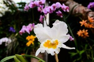 une blanc orchidée avec Jaune centre dans une jardin photo