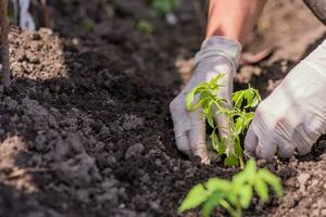 un vieux femme les plantes semis de tomates dans sa jardin photo