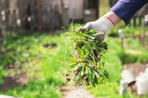 un vieux homme jette en dehors une cannabis cette a été récolté de le sien jardin photo