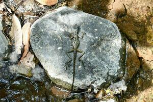 une lézard sur une Roche dans le l'eau photo