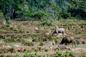 deux l'eau buffle pâturage dans le milieu de une champ photo