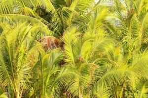 une groupe de paume des arbres dans le jungle photo