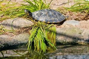 une tortue séance sur Haut de une Roche dans une étang photo