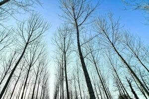 une forêt de nu des arbres avec bleu ciel dans le Contexte photo