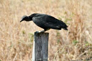 une noir vautour séance sur Haut de une en bois Publier photo