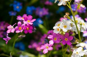 fleurs dans Loire photo