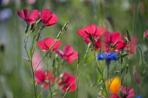 fleurs dans Vallorcine dans haute savoie ,France photo