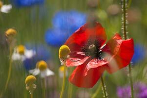 fleurs dans Vallorcine dans haute savoie ,France photo