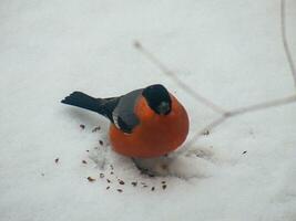 oiseau dans Loire photo