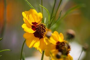 fleurs dans Vallorcine dans haute savoie ,France photo