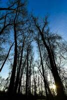 le Soleil brille par le des arbres dans une forêt photo