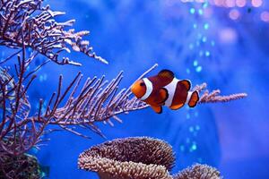 poisson clown, amphiprionines, dans aquarium réservoir avec récif comme Contexte. photo