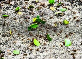 fourmis rampant sur le sol avec feuilles photo