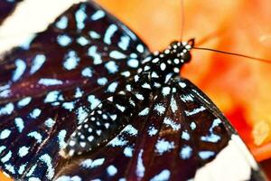 une proche en haut de une papillon avec bleu taches photo