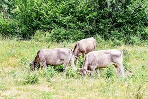 Trois vaches pâturage dans une champ avec des arbres photo