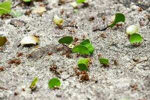 une groupe de fourmis avec petit vert feuilles photo