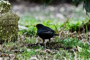 une noir oiseau permanent sur le sol près une la tombe photo