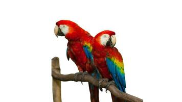 coloré perroquet ara, exotique tropical oiseau avec vibrant plumage, isolé sur vide Contexte photo
