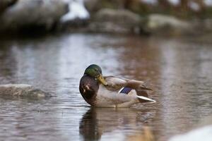 canard séance dans une rivière photo