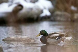 canard séance dans une rivière photo