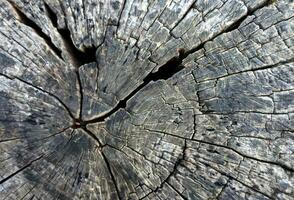 bois texture arbre abstrait Contexte la nature biologique photo