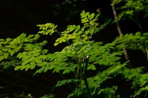 Frais moringa feuilles sur le arbre photo