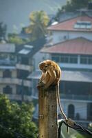 image de le toque macaque est une rougeâtre marron coloré vieux monde singe endémique à sri lanka photo