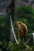 image de le toque macaque est une rougeâtre marron coloré vieux monde singe endémique à sri lanka photo