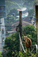 image de le toque macaque est une rougeâtre marron coloré vieux monde singe endémique à sri lanka photo