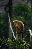 image de le toque macaque est une rougeâtre marron coloré vieux monde singe endémique à sri lanka photo