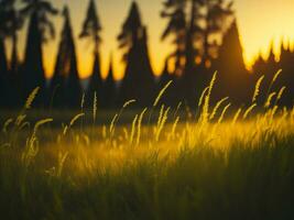 ai généré abstrait doux concentrer le coucher du soleil champ paysage de Jaune fleurs et herbe Prairie chaud d'or heure le coucher du soleil lever du soleil temps. tranquille printemps été la nature fermer et flou forêt Contexte. photo