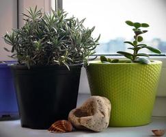 deux plantes en pot sur le rebord de la fenêtre avec divers objets