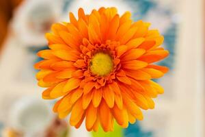 Orange gerbera fleur. photo