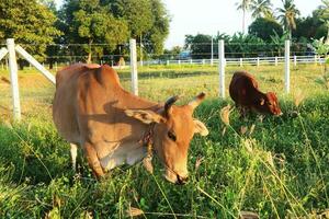 vaches en mangeant herbe Extérieur pâturage. photo