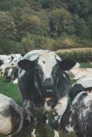 portrait de une national noir et blanc vache pâturage dans une champ dans le Flandre région, Belgique photo
