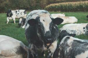 portrait de une national noir et blanc vache pâturage dans une champ dans le Flandre région, Belgique photo