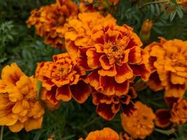 Orange et rouge fleurs sont épanouissement dans le jardin photo