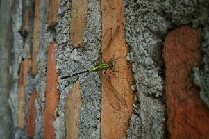 une libellule perché sur le brique mur photo