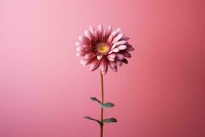 ai généré blanc épanouissement plante été jardin flore beauté gerbera printemps pétale Frais rouge fleur photo