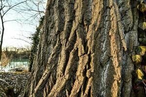 une arbre tronc avec feuilles croissance sur il photo