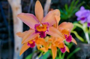 coloré orchidée fleurs photo