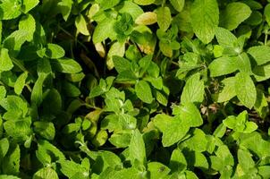 une proche en haut de une plante avec vert feuilles photo