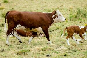 une marron et blanc vache et sa veaux dans une champ photo